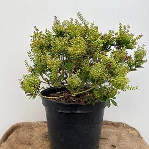 Pieris jap. 'Cupido' Container 10lt. 40/45cm.