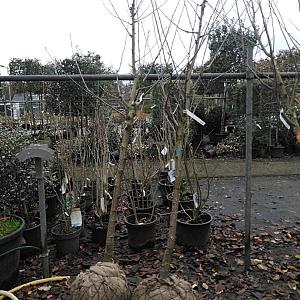 Prunus a. 'Regina' Draadkluit 12/14 Halfstam