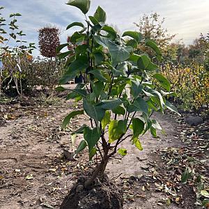 Syringa v. 'Katherine Havemeyer' Kluit 60/80cm.