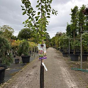 Prunus d Opal halfstam Draadkluit 12/14cm.