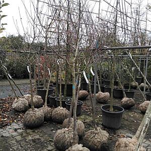 Prunus d Opal halfstam Draadkluit 12/14cm.