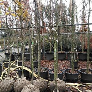 Pyrus c. 'Conference' Halfstam Draadkluit 10/12cm.