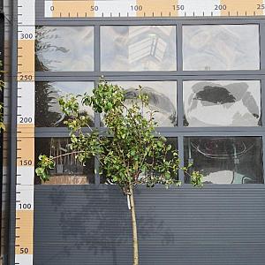 Pyrus c. 'Conference' Halfstam Draadkluit 10/12cm.