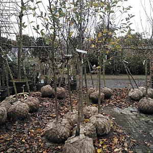 Malus d. 'Elstar' Halfstam Draadkluit 10/12cm.
