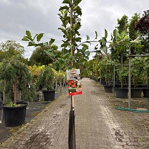 Malus d. 'Elstar' Halfstam Draadkluit 10/12cm.
