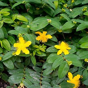 Hypericum calycinum Pot 9cm.