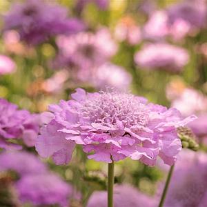 Scabiosa col. 'Pink Mist' Pot 9cm.