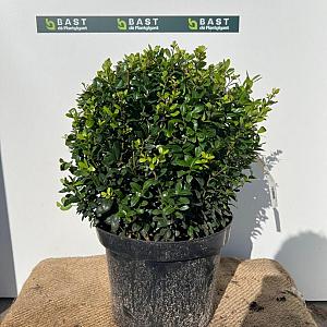 Ilex crenata 'Caroline Upright' Bolvorm Kluit 30cm.