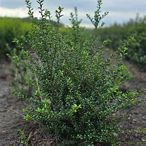 Ilex cre. 'Caroline Upright' Kluit 40/60cm.