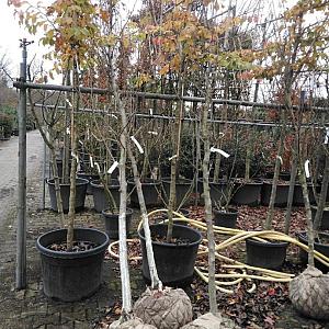Pyrus c. 'Doyenné du Comice' halfstam Draadkluit 12/14cm.