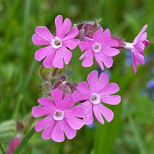 Silene dioica Pot 9cm.