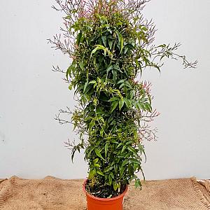 Jasminum polyanthum Container 5lt.
