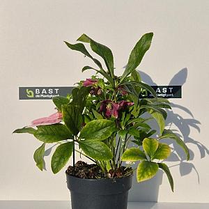 Helleborus 'Winterbells' Container 3lt.