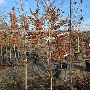 Cornus kousa 'Wieting's Select' Container 35lt. 8/10cm.