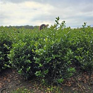 Ilex meserveae 'Blue Maid' Kluit 60/80cm.