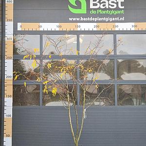 Gleditsia triac. 'Skyline' Meerstammig Container 130lt 200/250cm.