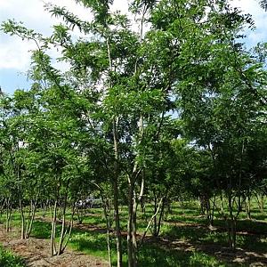 Gleditsia triac. 'Skyline' Meerstammig Container 130lt 200/250cm.