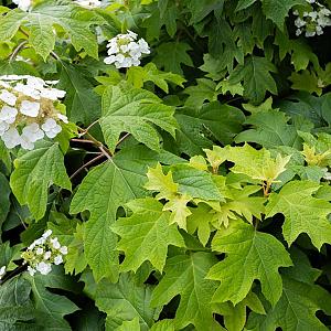 Hydrangea quercifolia Container 7,5lt. 40/45cm.