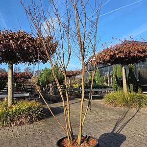 Lagerstroemia i. 'Rosea Nova' Meerstammig Container 45lt. 175/200 cm.