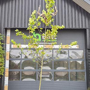 Platanus hispanica Draadkluit 12/14cm.