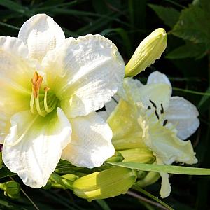 Hemerocallis 'White temptation' Pot 9cm.