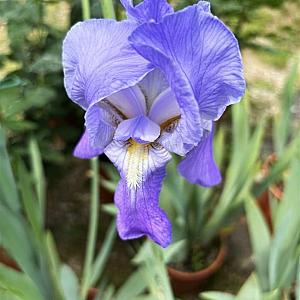 Iris sib. 'Blue King' Pot 9cm.
