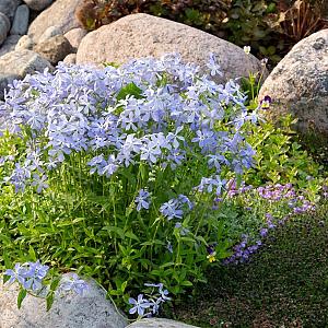 Phlox divaricata Pot 9cm.