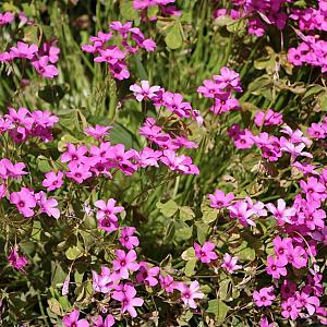 Phlox (S) 'Scarlet Flame' Pot 9cm.