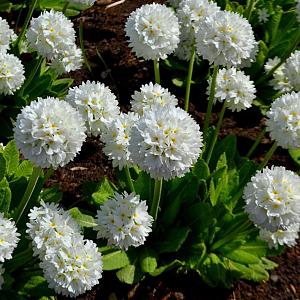 Primula dent. 'Alba' Pot 9cm.