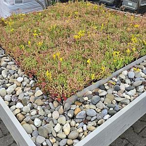 Sedum Cassette 40x60x7 cm.