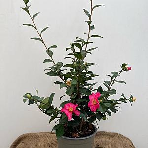 Camellia sasanqua Container 180lt. 200/250cm.