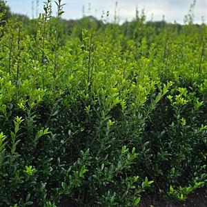 Ilex maximowicziana 'Kanehirae' Kluit 60/80cm.