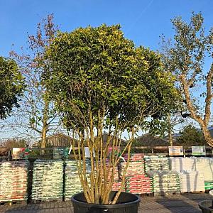 Osmanthus heterophyllus Meerstammig Container 1000lt. 300/400