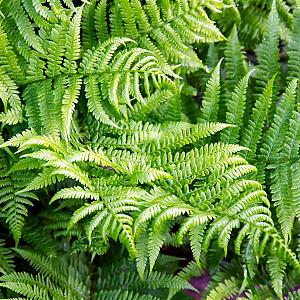 Pteridium aquilinum Pot 9cm.