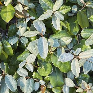 Elaeagnus ebbingei Container 40lt. 150/175cm.