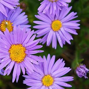 Aster alpinus 'Dunkle Sch”ne' Pot 9cm.