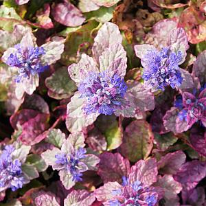 Ajuga reptans 'Burgundy Glow' Pot 9cm.