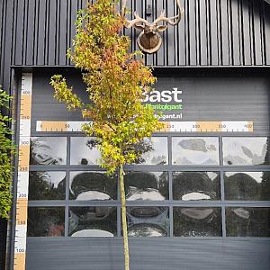 Liquidambar styr. 'Worplesdon' Container 110lt. 14/16cm.