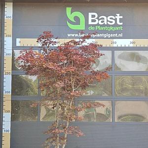 Acer pal. 'Bloodgood' Meerstammig Container 500lt. 400/450cm.