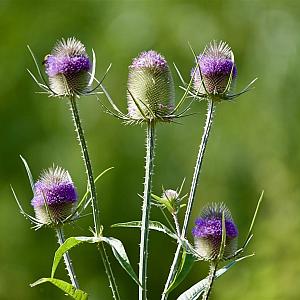 Dipsacus fullonum Pot 9cm.