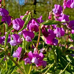 Lathyrus vernus Pot 9cm.