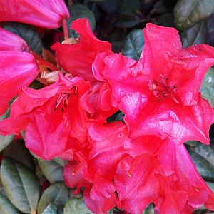 Rhododendron 'Garibaldi' Draadkluit 350/400cm. Meerstammig