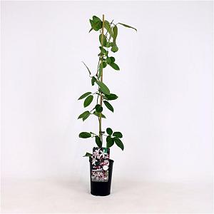 Clematis arm. 'Apple Blossom' Container 7,5lt. 180/200cm.