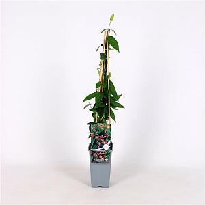 Lonicera henryi Container 2lt. 60/80cm.