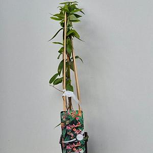 Lonicera henryi Container 2lt. 60/80cm.