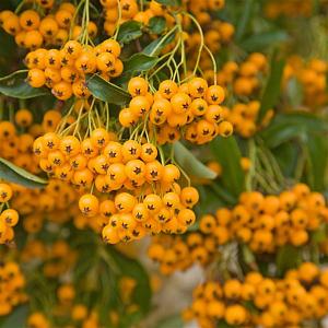 Pyracantha 'Golden Charmer' Container 3lt. 150/175cm.