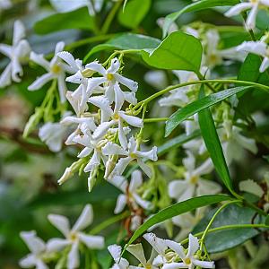 Trachelospermum jasminoides Container 3lt. 125/150cm.