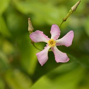 Trachelospermum jas. 'Star of Sicily' Container 2lt. 60/80cm.