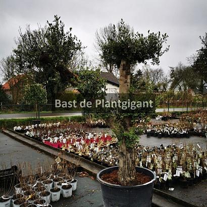 olijf bonsai 1 scaled 768x1024