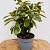 Prunus l. 'On Fire' Container 3lt. 25/30cm.